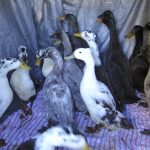 Domestic ducks removed from a city park pond. Santa Cruz. 