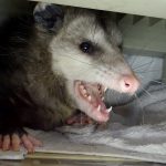 Opossum removed from a garage. Salinas.
