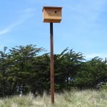 Barn owl box at Pajaro Dunes.
