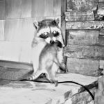 Mother raccoon moving her cub.