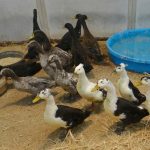 After the ducks were captured, they were transported to the shelter.